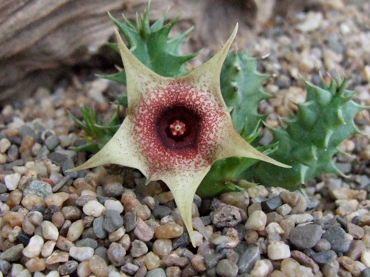 Huernia laevis