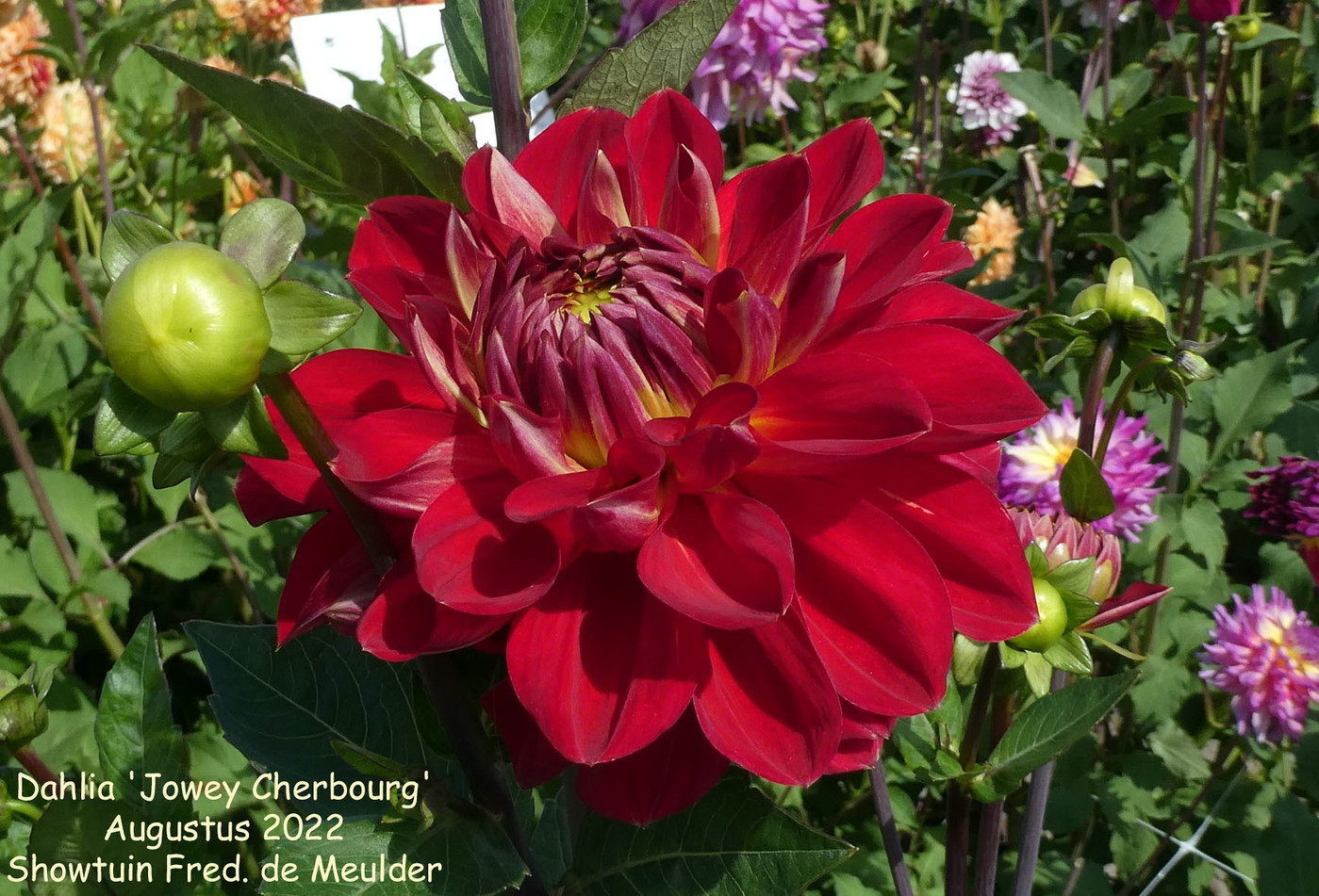 Photo Dahlia Jowey Cherbourg Dahlia Hybrid Cultivars Album