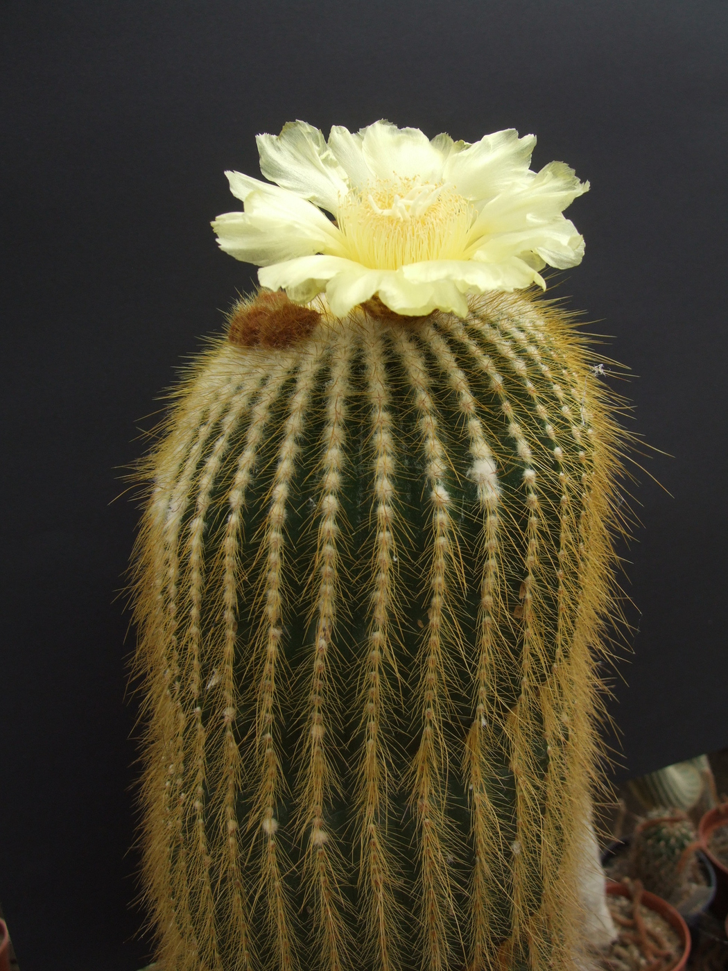 Нотокактус Ленингхауза (Notocactus leninghausii).