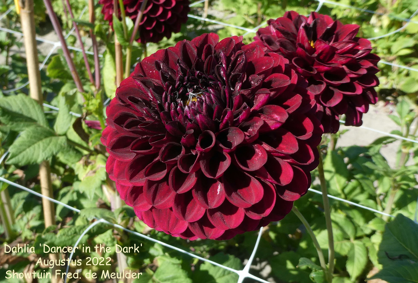 Photo Dahlia Dancer In The Dark Dahlia Hybrid Cultivars Album