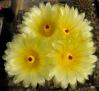 Notocactus mammulosus