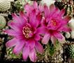 Gymnocalycium baldianum