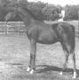 NEGATRAZ pictured at 6 months old