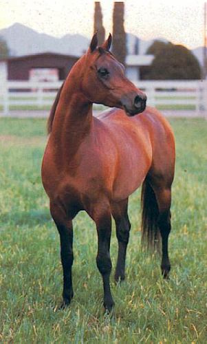 ALADDINN ECHO (*Aladdinn x Gamaara, by Gamaar)