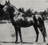 *HALEB (db) 1901 brown stallion Imported to USA 1906 from Syria by Homer Davenport   Sired 10 registered purebreds in USA