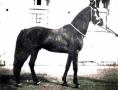 BAD AFAS 1940 bay stallion (Kuhailan Afas x Bad, by Diab)