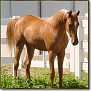 LA CIENTA 2004 chestnut filly  by Por Ciento