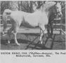 VICTOR HUGO 1951 grey stallion (*Raffles x Gazyya, by *Zarife)