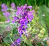 catmint 5 06 05 IMGP3680