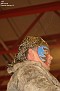 AWF20070428376