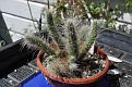 Tephrocactus weberi