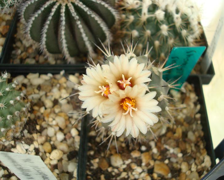 Turbinicarpus gielsdorfianus
