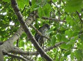 2012 05 24 1 Powerful Owl in the Botanical Garden