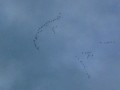 Canada geese gathering at sunset