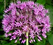 allium 05 22 05 IMGP3748