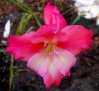 gladiola IMGP4026