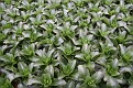 Gameren Kalanchoe Kreling (12)