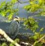 1313 Heron by the lochside