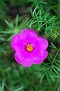 flowers 105mm micro nicor 003