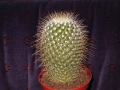 Mammillaria unknown.