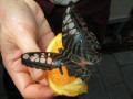 Live Butterfly Show, Carleton University