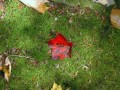 BruceTrial(2) - Flamborough, ON