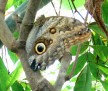 Live Butterfly Show, Carleton University