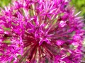 allium 05 22 05 IMGP3755