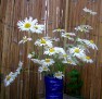 oxeye IMGP4004