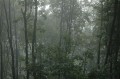 Nature 001