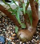 Begonia partita
