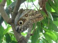 Live Butterfly Show, Carleton University
