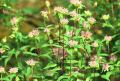 Monarda fistulosa