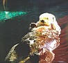 004-A SEA OTTER RELAXING