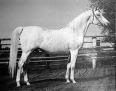 JEZAAN grey stallion (Jezra x Sitani) Pictured at age 14