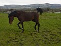 KSF AMIR FARH  #517667 bay stallion (Blazen Far x ST Ariel Kitalpha, by PV El Shikar)