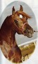 MAROSH SUNDANCE chestnut stallion
