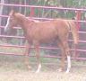 MJ KHONTESSA 2001 chestnut filly by Khentucky