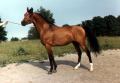 MALIGG by Algier