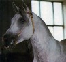 MASHUK 1977 grey stallion (Aswan x Malutka)