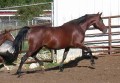 MECCA EL BEDU 1991 bay mare