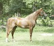 Staar Spangled by Ali Bayfire