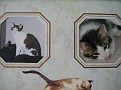 IMG 0037
