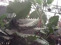 IMG 0086