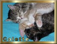 My Three Kittens tjc Colette