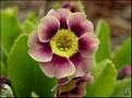Primula x pubescens