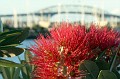 Pohutukawa and Auckland Harbour Bridge