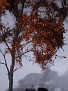 Baum Detail 2