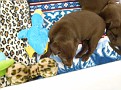 March 21 2012 Callie pups (7)