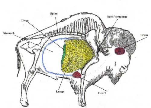 Anatomy Of Buffalo - Anatomy Drawing Diagram